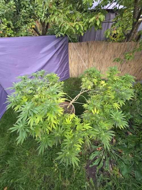 Garden Grow 😏. Week 18