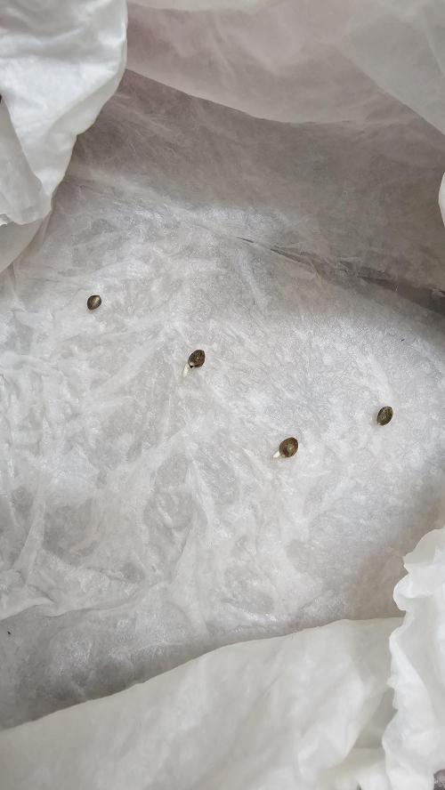 Nuclear Power 1st Solo Run. Week 0 - Popped 4 seeds only pic of the first 2 that popped.