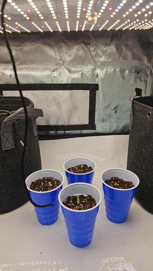 Nuclear Power 1st Solo Run. Week 0