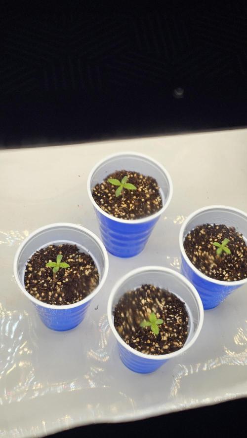 Nuclear Power 1st Solo Run. Week 0