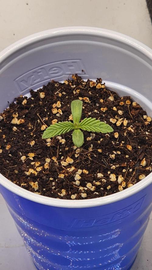 Nuclear Power 1st Solo Run. Week 0