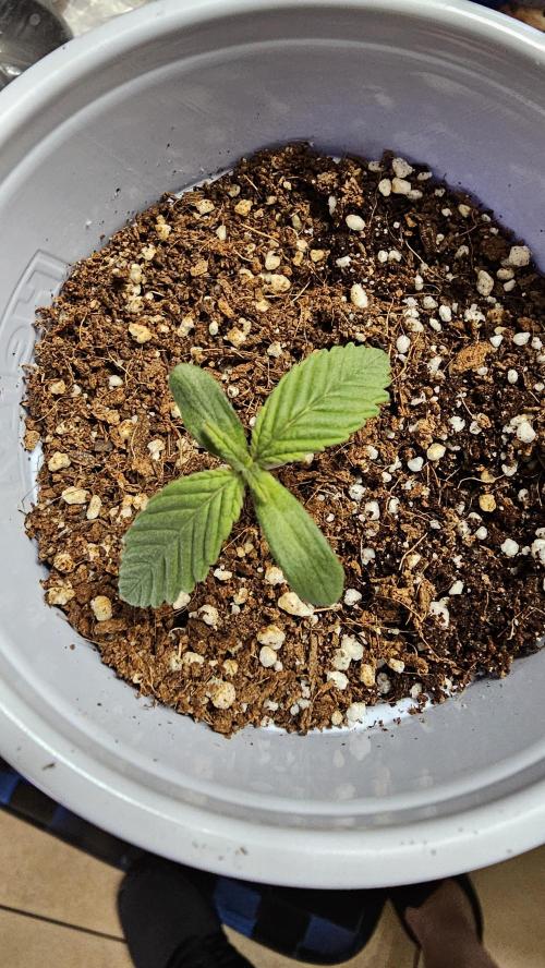Nuclear Power 1st Solo Run. Week 0