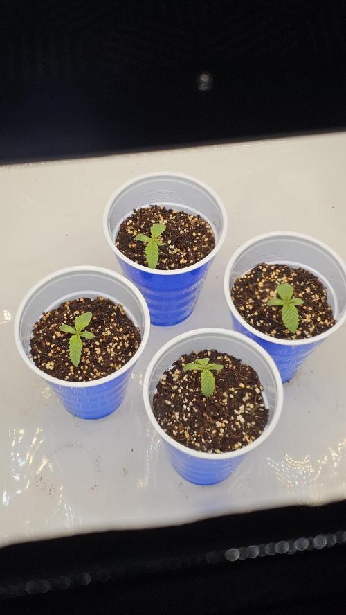 Nuclear Power 1st Solo Run. Week 0