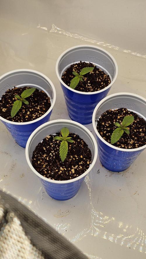 Nuclear Power 1st Solo Run. Week 0