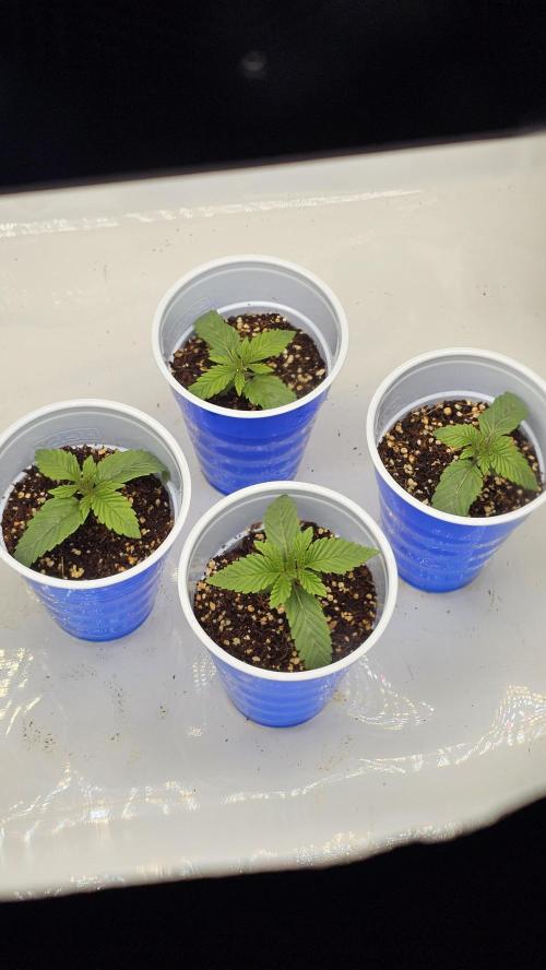 Nuclear Power 1st Solo Run. Week 0
