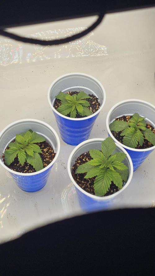 Nuclear Power 1st Solo Run. Week 0