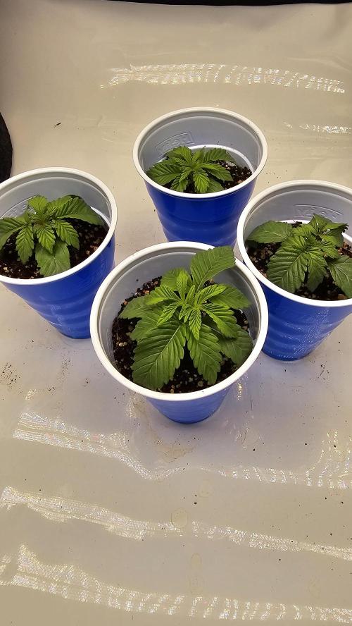 Nuclear Power 1st Solo Run. Week 0
