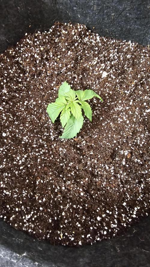 Nuclear Power 1st Solo Run. Week 1
