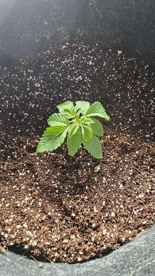 Nuclear Power 1st Solo Run. Week 1