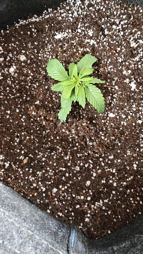 Nuclear Power 1st Solo Run. Week 1