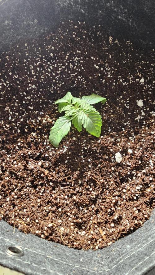 Nuclear Power 1st Solo Run. Week 1