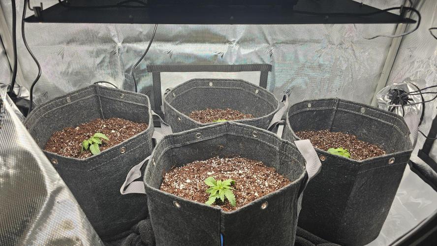 Nuclear Power 1st Solo Run. Week 1