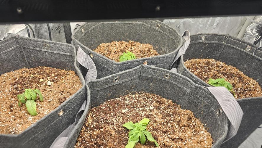 Nuclear Power 1st Solo Run. Week 2