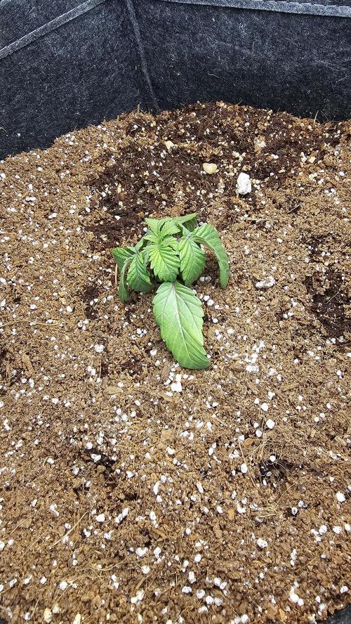 Nuclear Power 1st Solo Run. Week 2