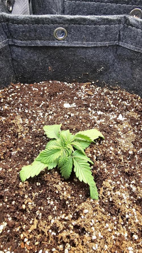 Nuclear Power 1st Solo Run. Week 2