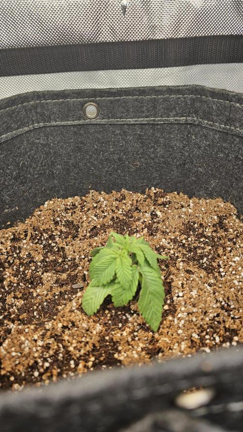 Nuclear Power 1st Solo Run. Week 2