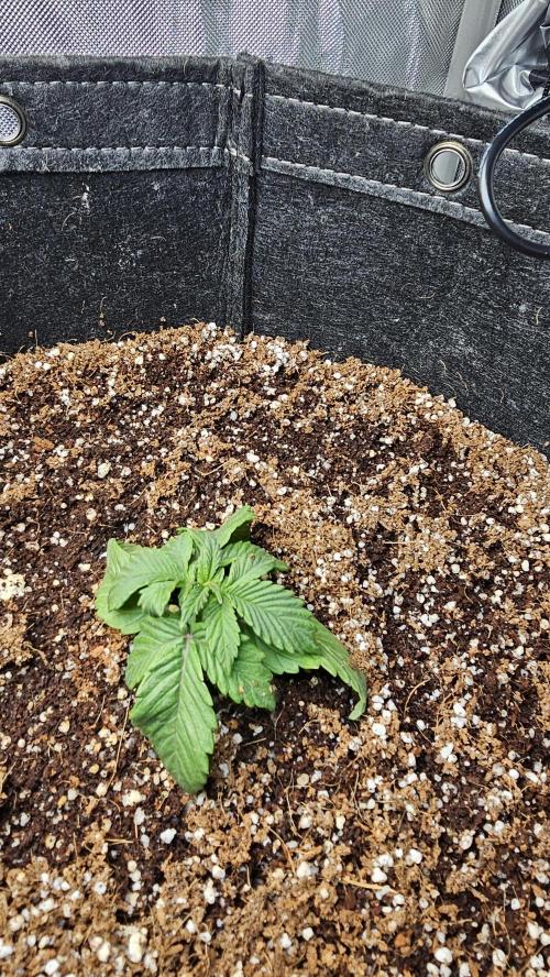 Nuclear Power 1st Solo Run. Week 2