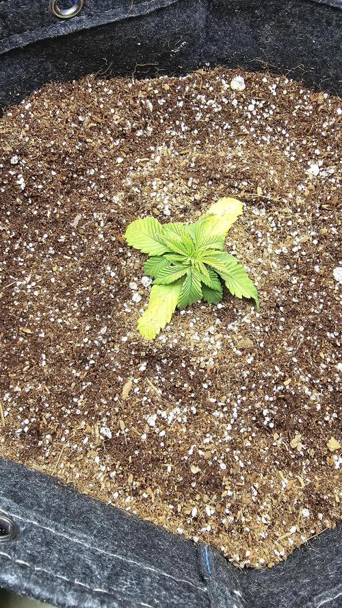Nuclear Power 1st Solo Run. Week 2