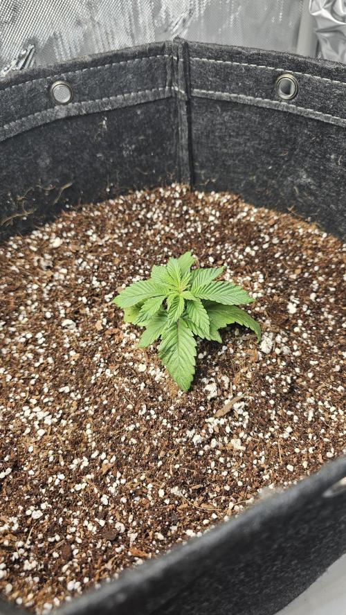 Nuclear Power 1st Solo Run. Week 2