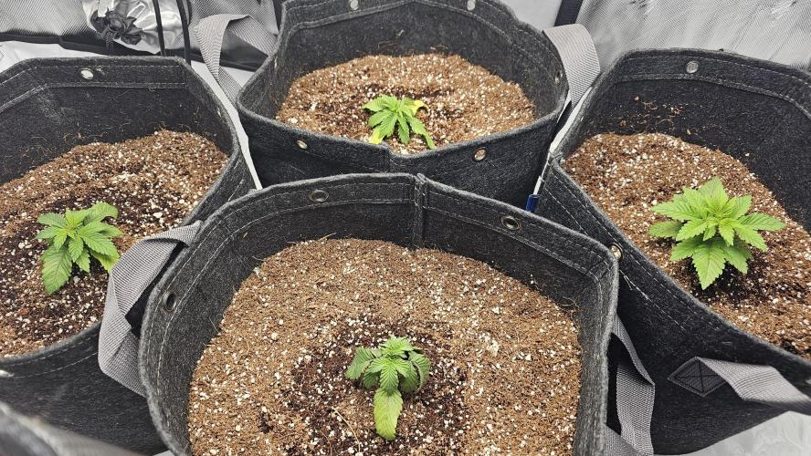 Nuclear Power 1st Solo Run. Week 2