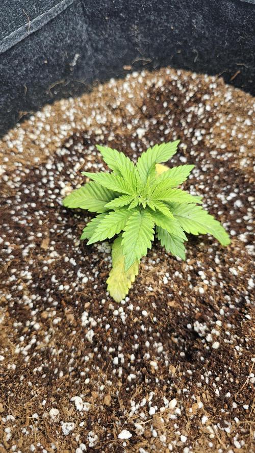 Nuclear Power 1st Solo Run. Week 2