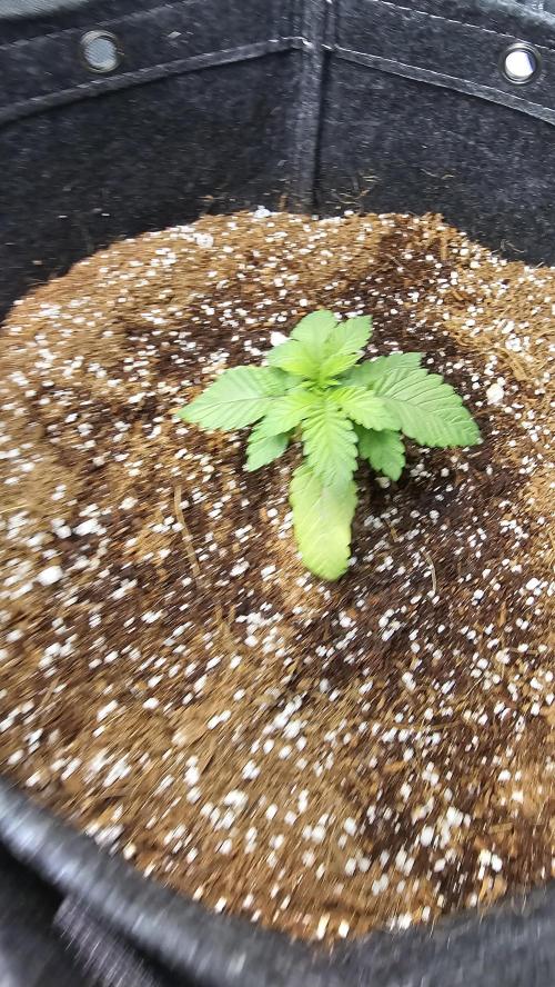 Nuclear Power 1st Solo Run. Week 2