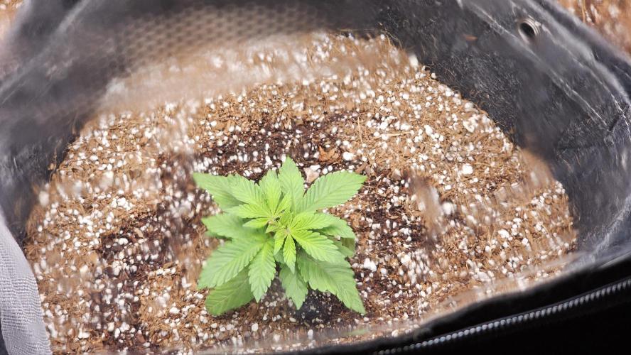 Nuclear Power 1st Solo Run. Week 2