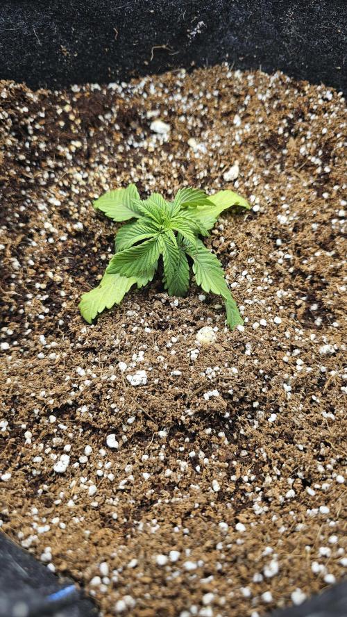 Nuclear Power 1st Solo Run. Week 3