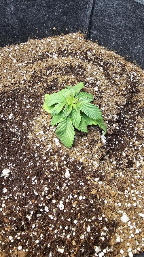 Nuclear Power 1st Solo Run. Week 3