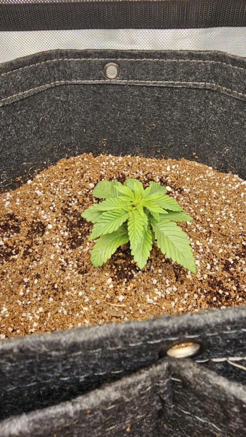 Nuclear Power 1st Solo Run. Week 3