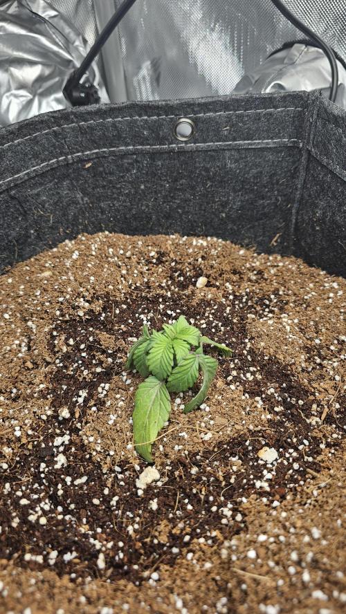 Nuclear Power 1st Solo Run. Week 3