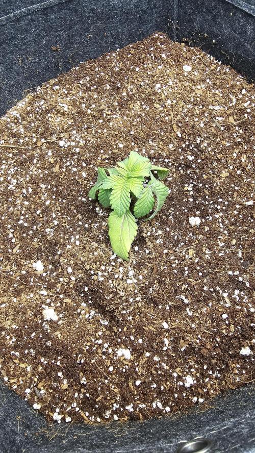 Nuclear Power 1st Solo Run. Week 3