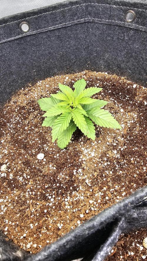 Nuclear Power 1st Solo Run. Week 3