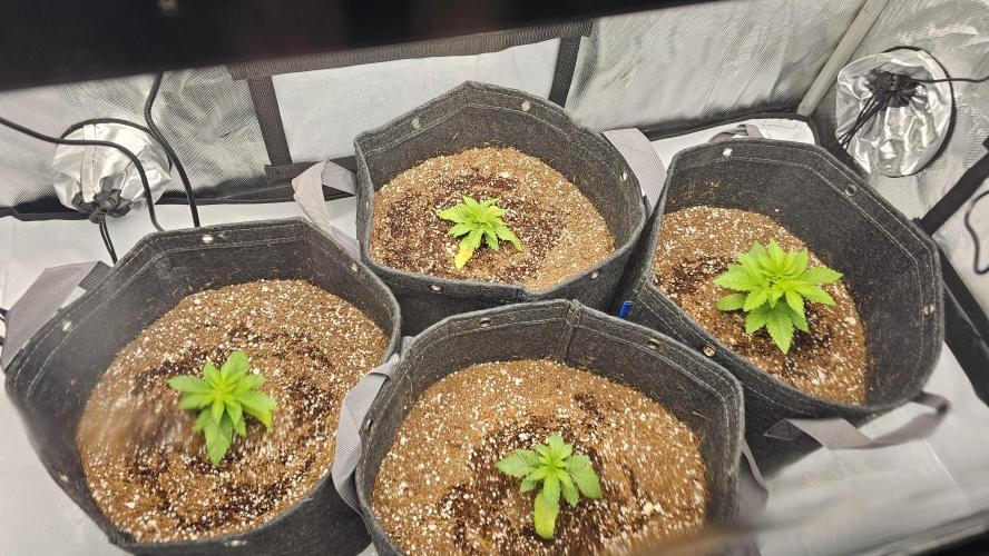 Nuclear Power 1st Solo Run. Week 3