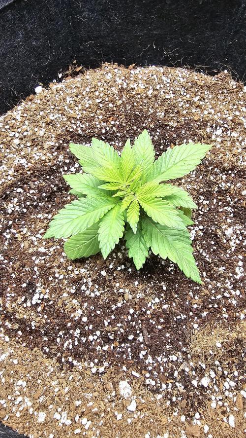 Nuclear Power 1st Solo Run. Week 3