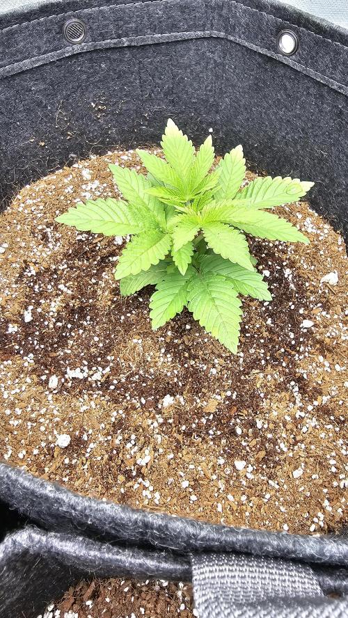 Nuclear Power 1st Solo Run. Week 3