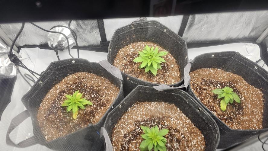 Advance Grow Tent System 2x4, Integrated Smart Controls. Week 3