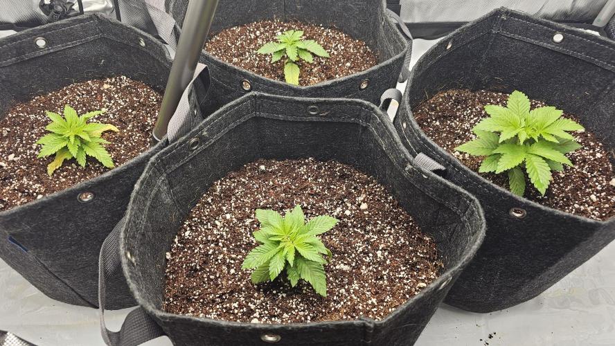 Nuclear Power 1st Solo Run. Week 4