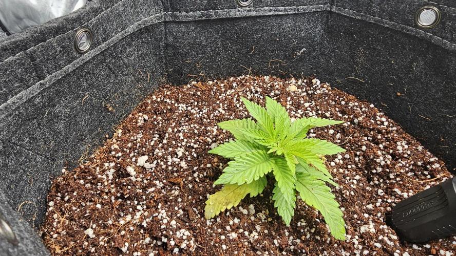 Nuclear Power 1st Solo Run. Week 4