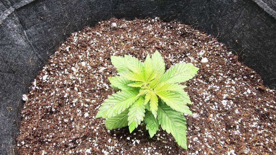 Nuclear Power 1st Solo Run. Week 4