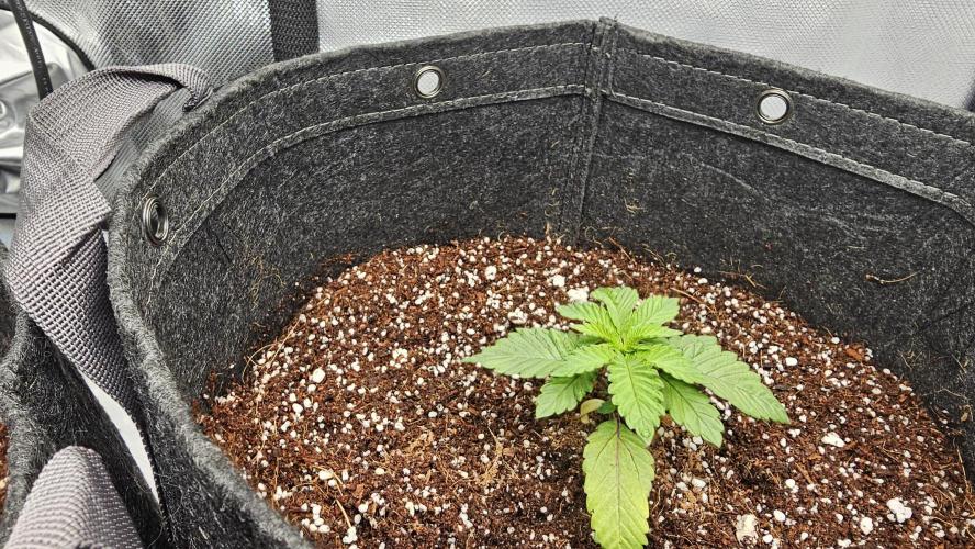 Nuclear Power 1st Solo Run. Week 4