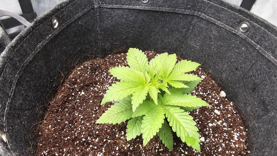 Nuclear Power 1st Solo Run. Week 4