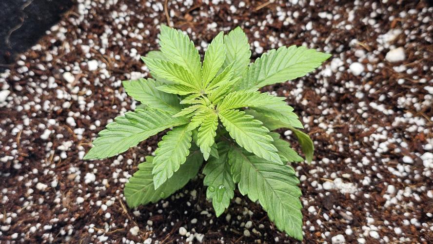 Nuclear Power 1st Solo Run. Week 4