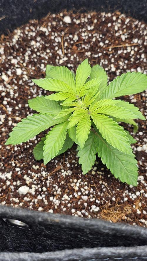 Nuclear Power 1st Solo Run. Week 4