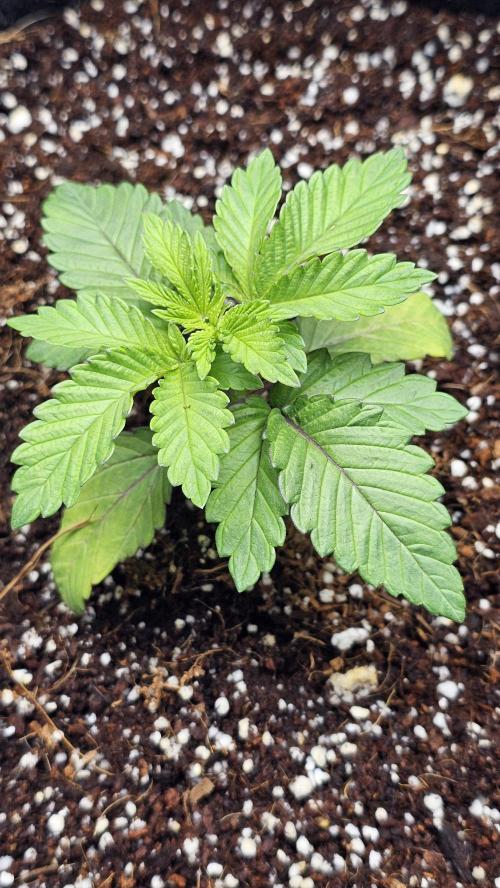 Nuclear Power 1st Solo Run. Week 4