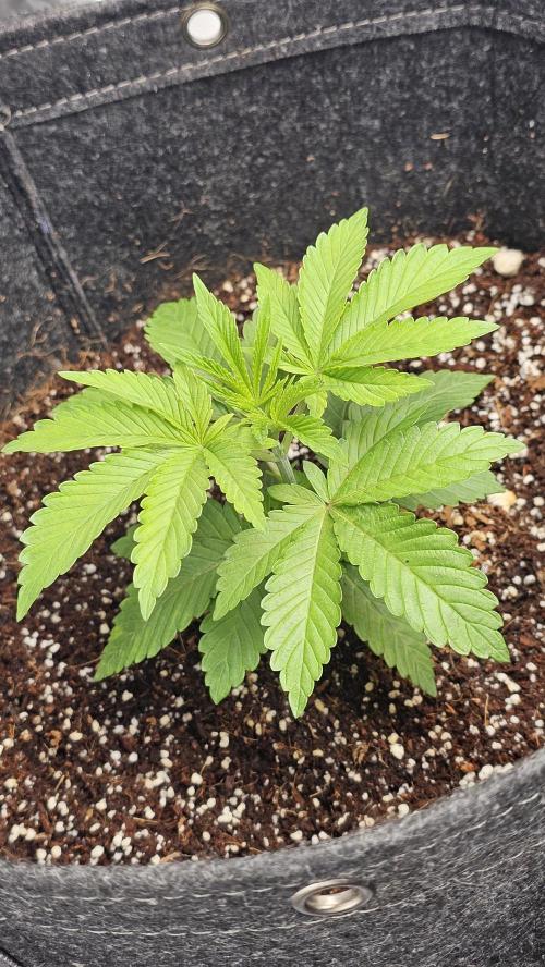 Nuclear Power 1st Solo Run. Week 4