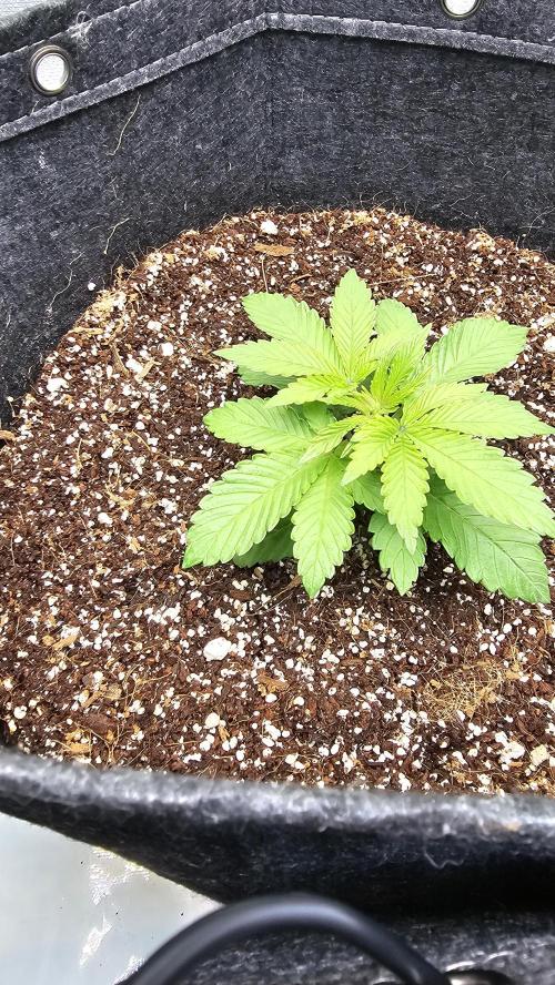Nuclear Power 1st Solo Run. Week 4