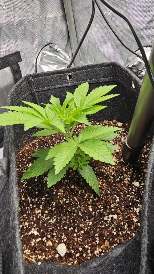 Nuclear Power 1st Solo Run. Week 4