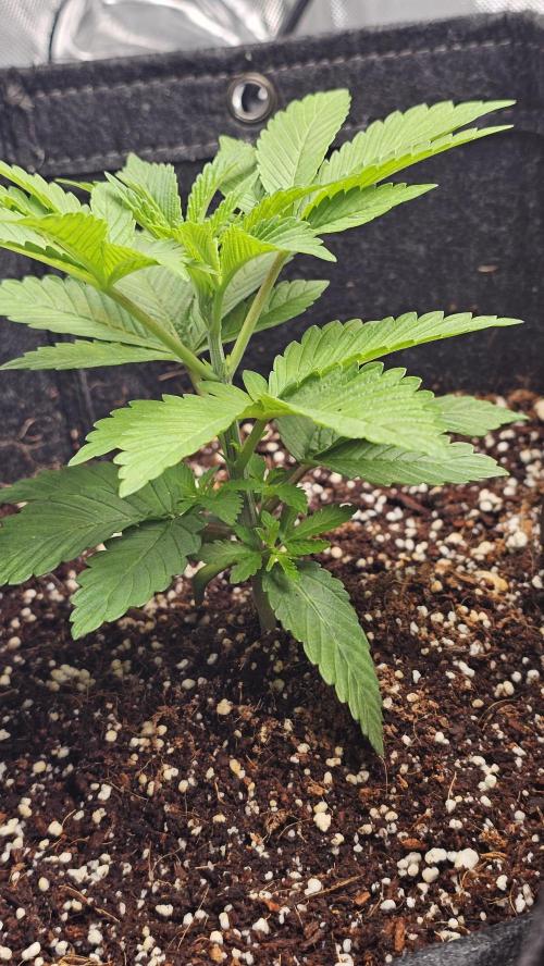 Nuclear Power 1st Solo Run. Week 4