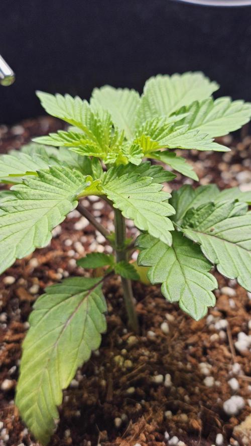 Nuclear Power 1st Solo Run. Week 4